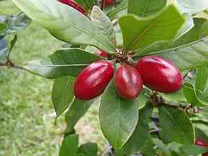 Dzikie afrykańskie winogrona serendipity (Dioscoreophyllum volkensii) słodycz zawdzięczają białku monellinie ? jednemu z 5 znanych białek, które są odbierane przez człowieka jako słodkie. 