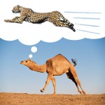 Gepard czy Wielbłąd – Czyli czy jakie ćwiczenia na odchudzanie?