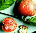 Brazeina - słodkie białko z owoców jagodowych